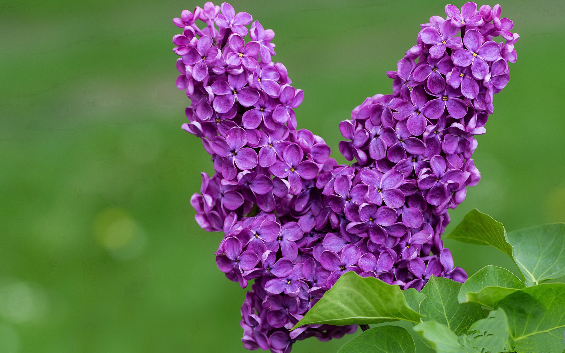 “中超大牌外援纷纷续约,联赛稳定性增强”,中超引进的最大牌外援