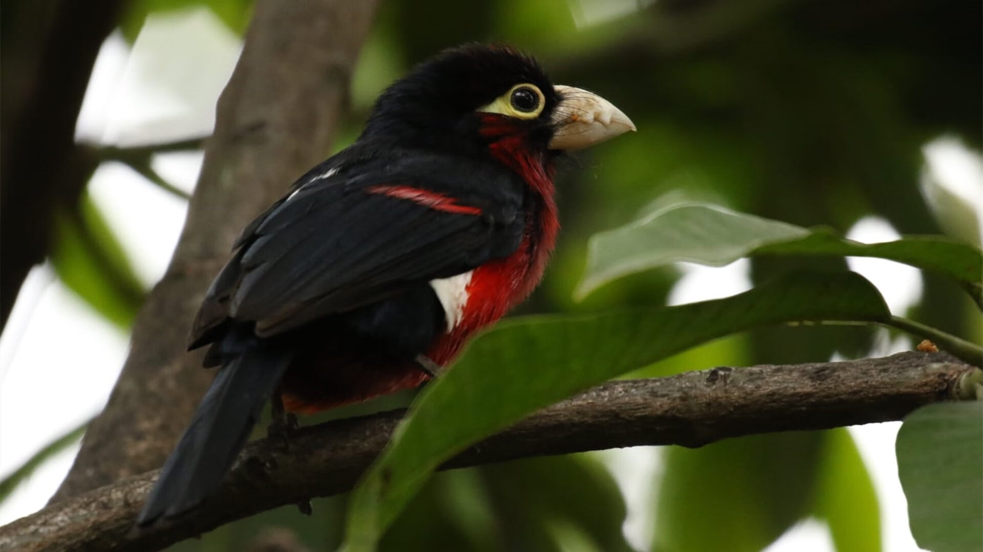 《星际争霸2》WCS与《魔兽争霸3》黄金联赛的经典对决,星际争霸2黄金总决赛