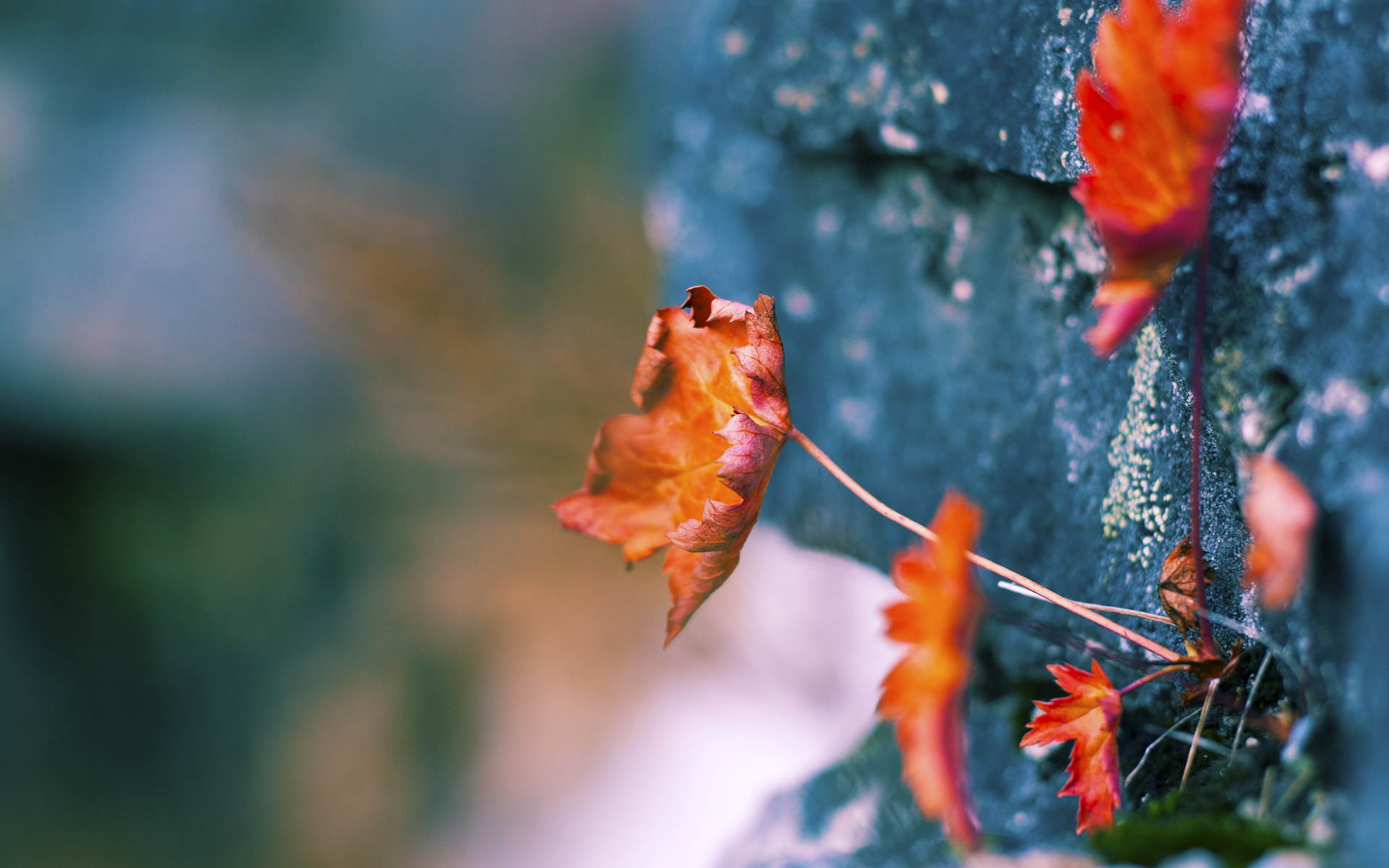 《星际争霸2》赛事观众技术水平:核心玩家的专业分析与深度理解