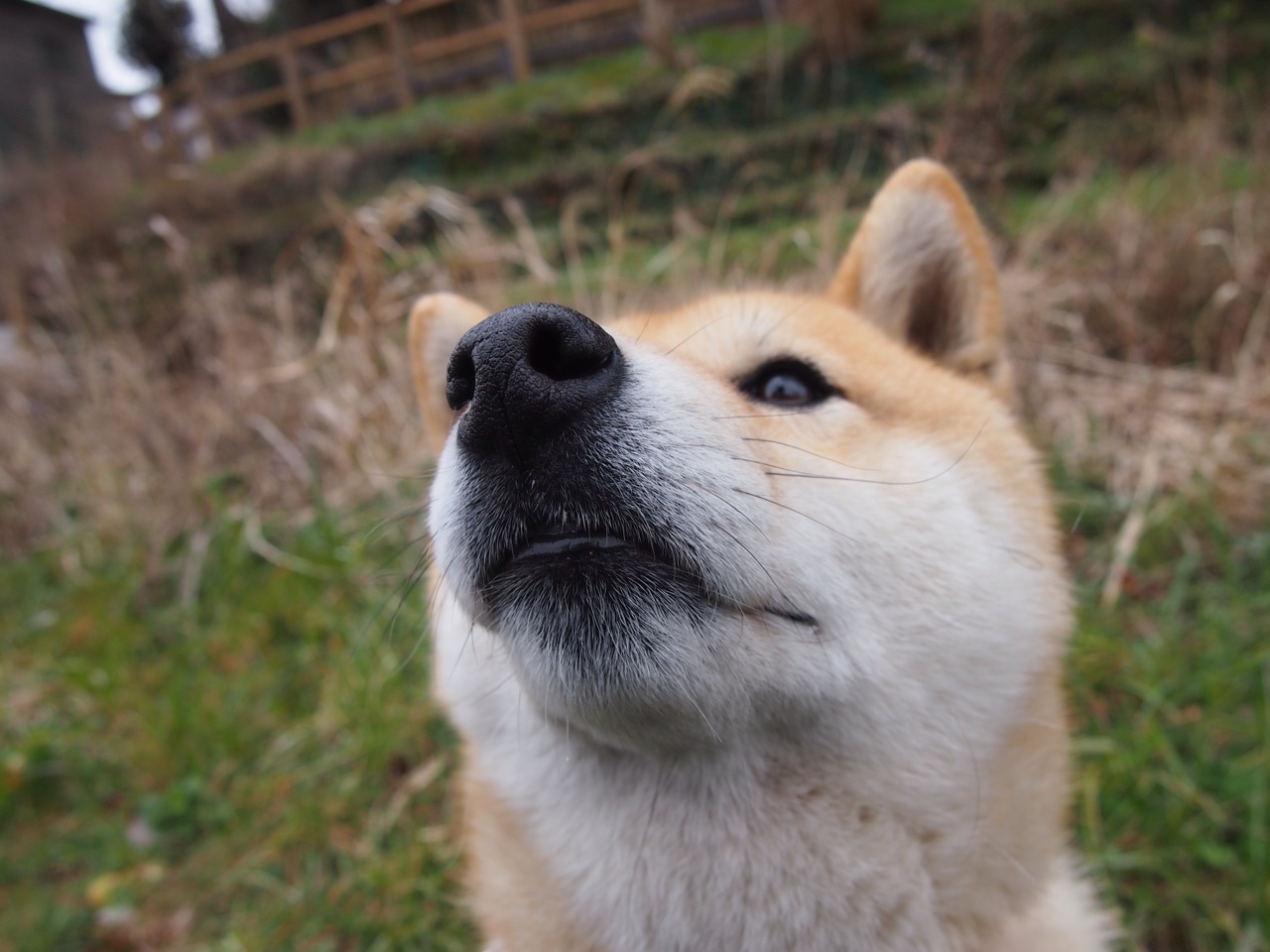 【自动判决系统】挥杆瞬间由科技“定夺”，未来已来？，自动裁判
