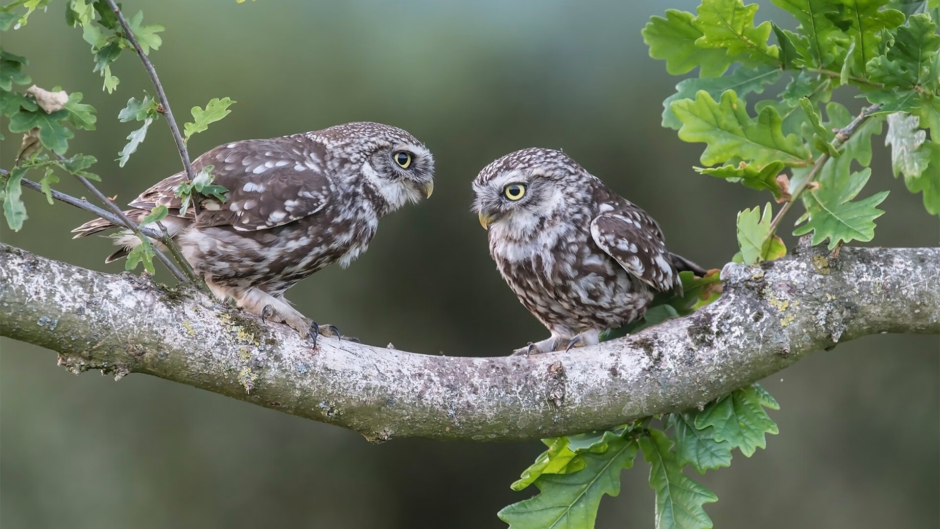LEYU SPORTS中国官方网站-全国高山滑雪巡回赛，雪域风情尽展运动风采，2020高山滑雪