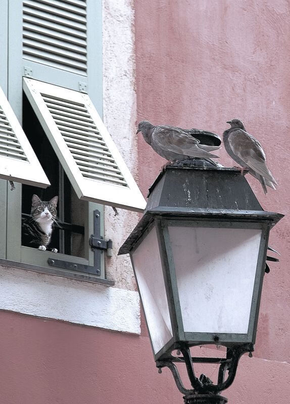 leyu.com-哈兰德火力全开，连续22场破门英超新纪录创出，哈兰德 转会