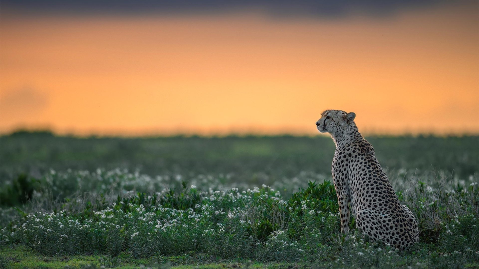 意大利女子排球队在决赛中击败美国队，意大利女子排球世界排名