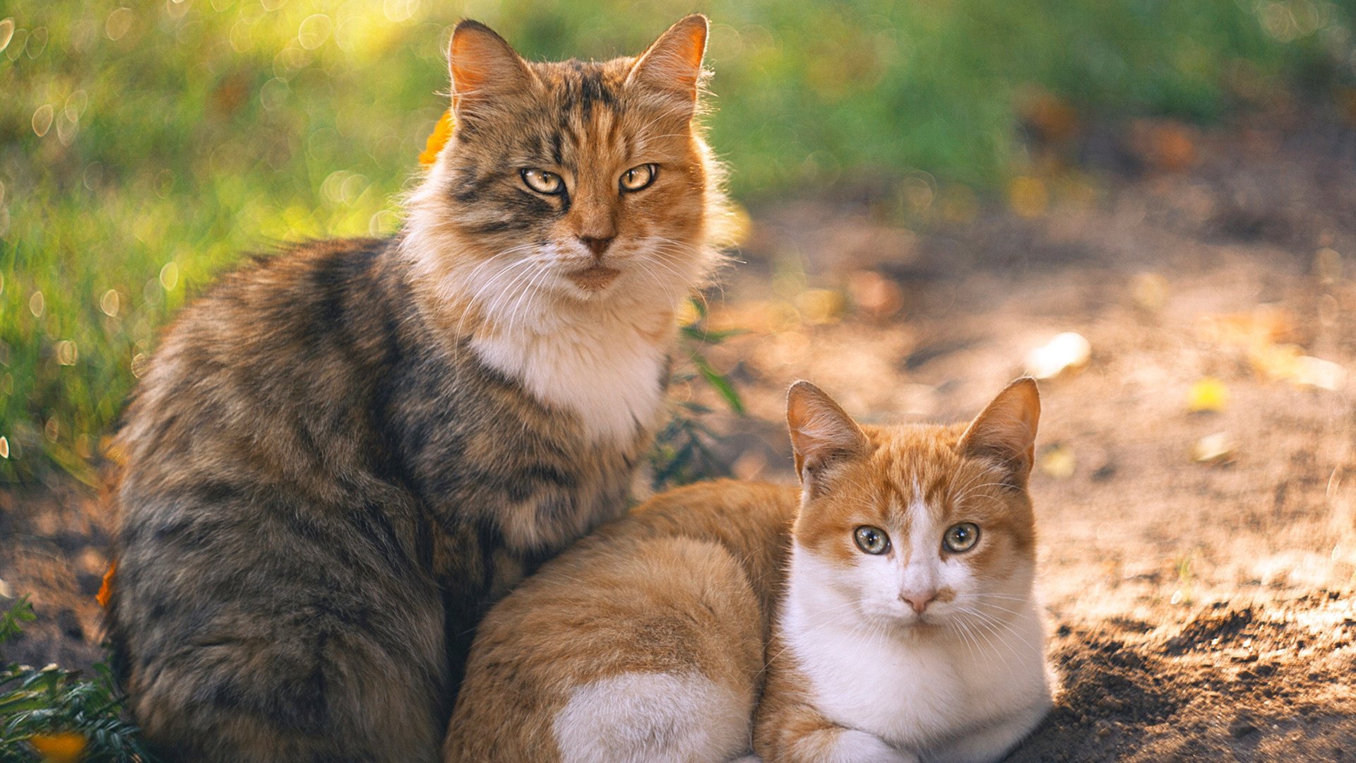 意大利女子排球队在四分之一决赛中战胜中国队,意大利女子排球队队员名单
