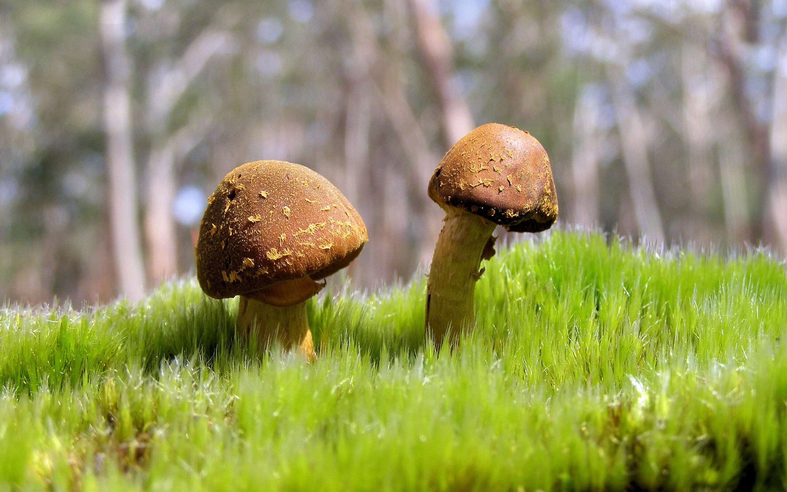 乐鱼体育APP官方下载-比赛背后：裁判判罚的细节解析，裁判过程