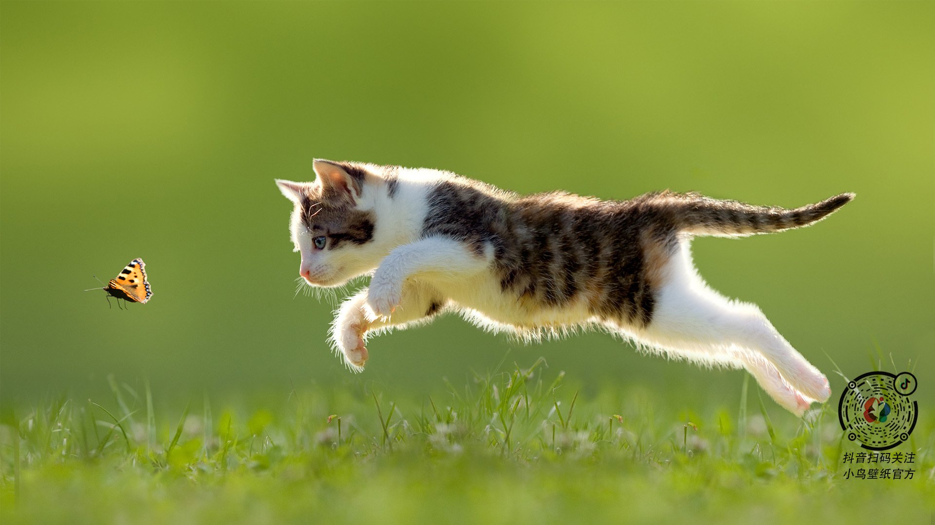 特色草原骑马体验比赛,感受民族风情,草原骑马视频表演