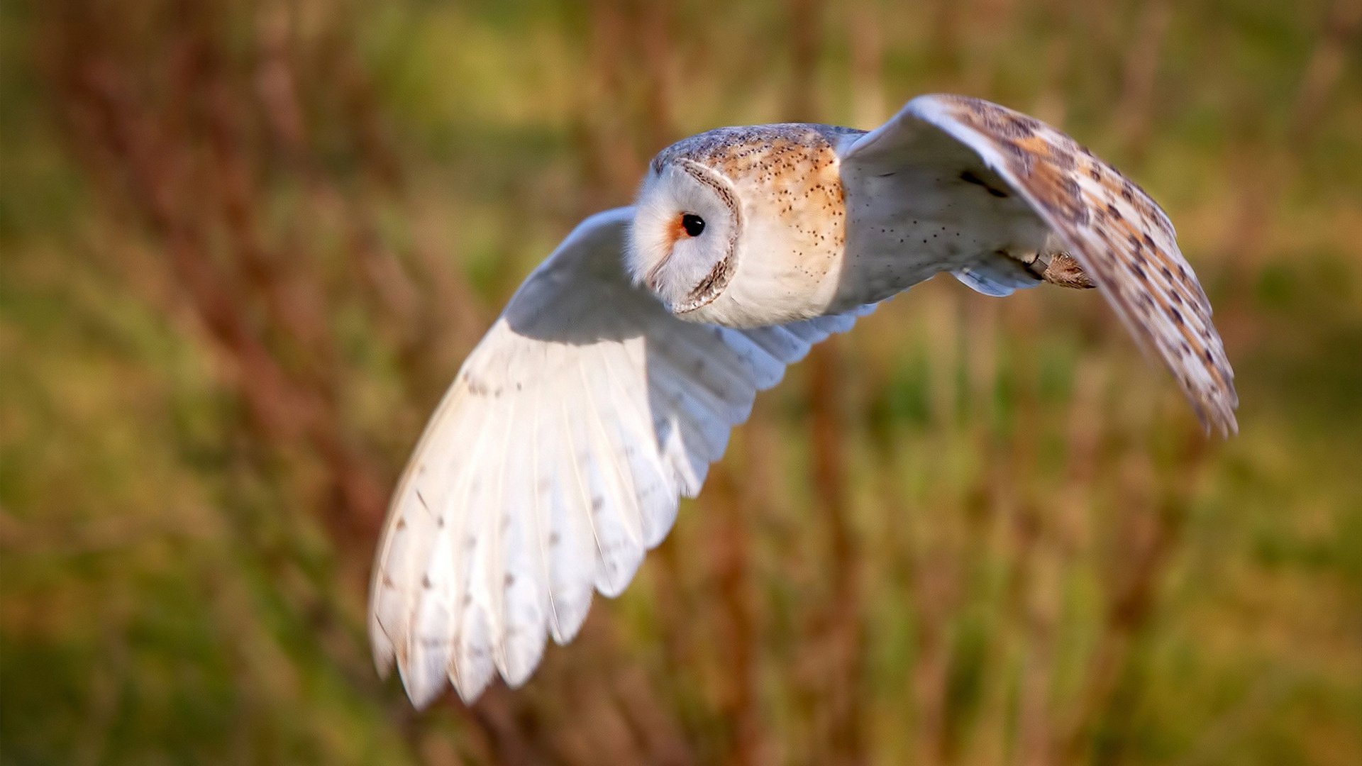 乐鱼体育平台官网-美国反曲弓男队在洲际射箭锦标赛中夺冠，国际反曲弓比赛规则