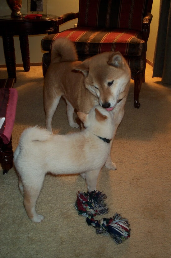 KPL教练战术调整成效显著,kpl的教练都是啥来历