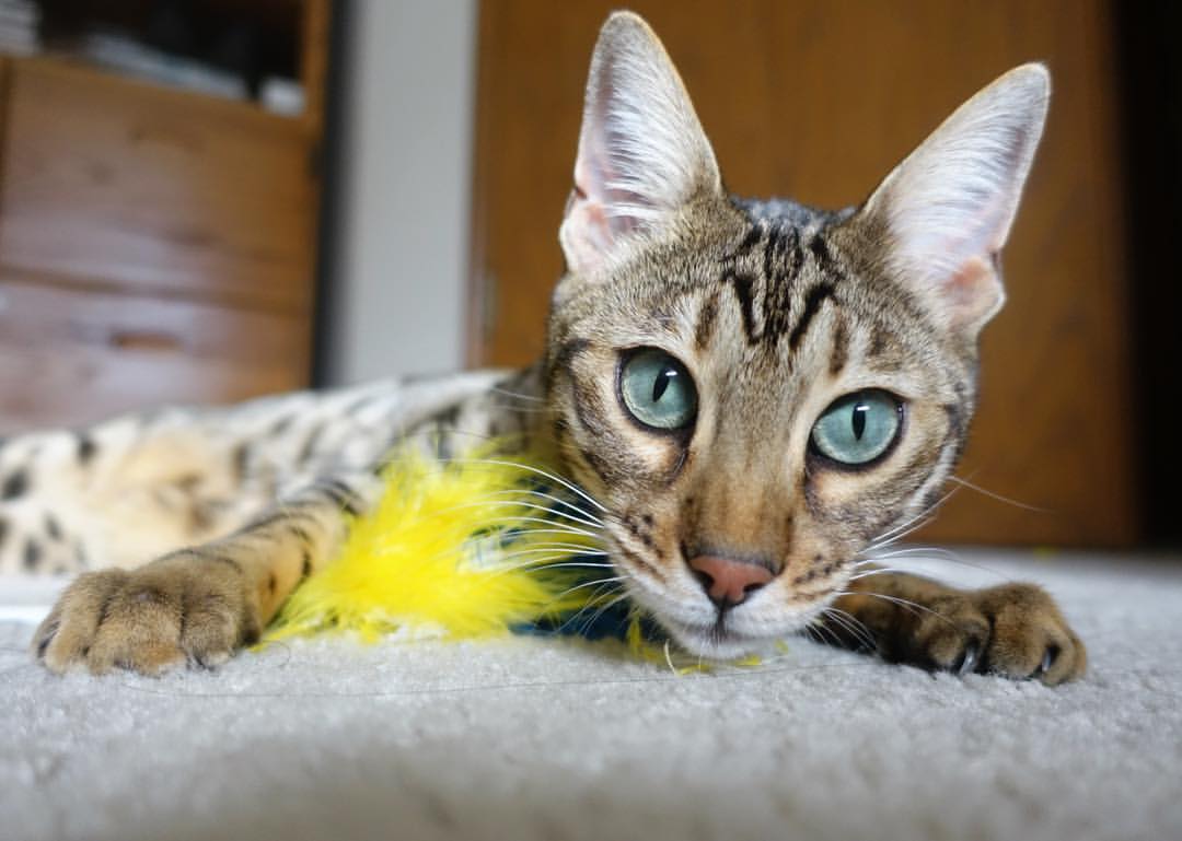 乐鱼电竞在线平台登录入口-五大联赛是否应统一健康数据平台防止伤病扩散，五大联赛的说法