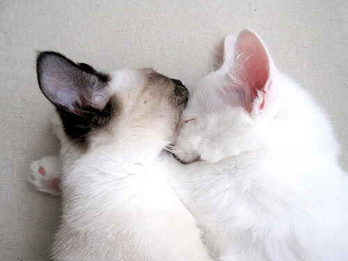 兰斯击败昂热，结束不胜苦情取得宝贵三分，兰斯必杀