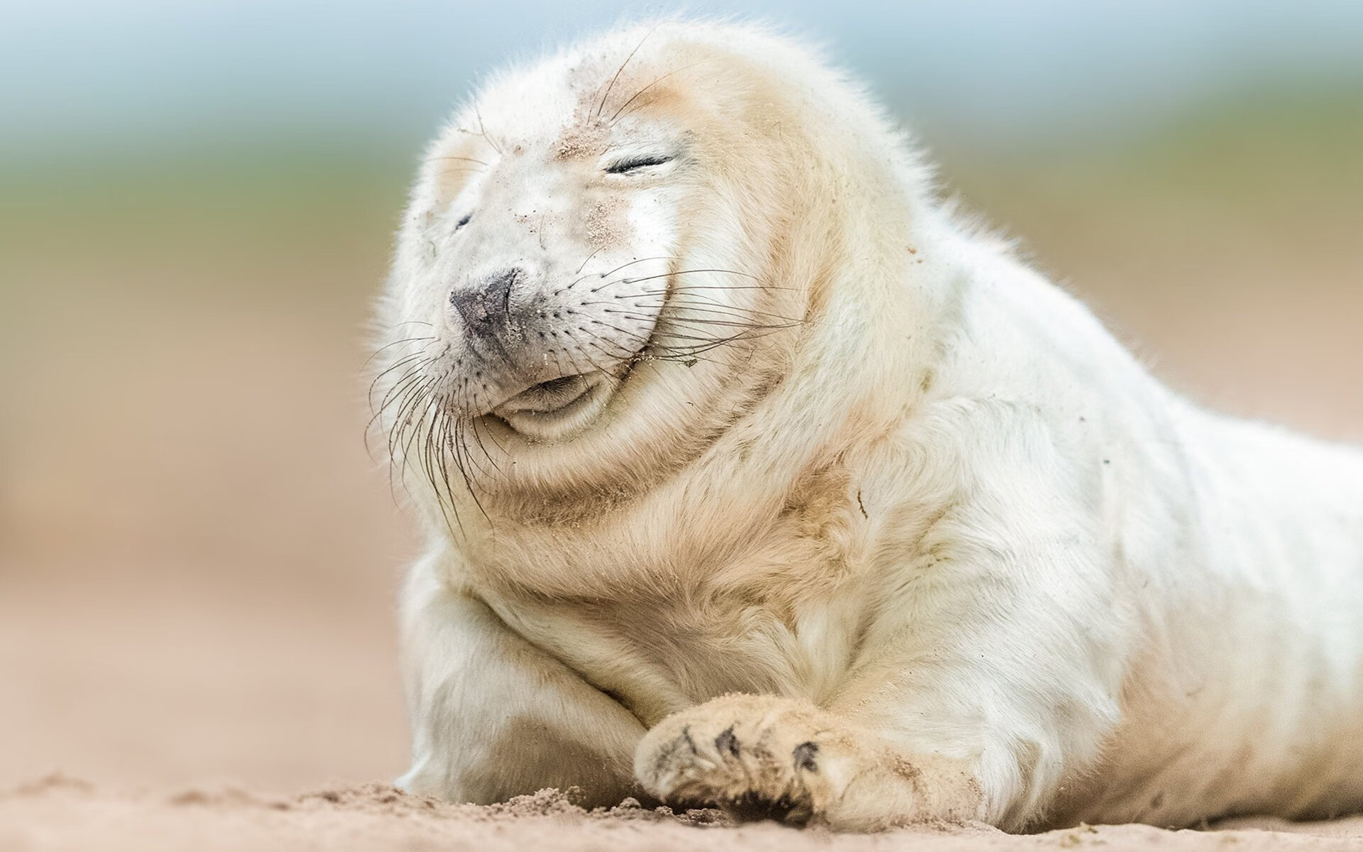 多特蒙德客场3-2逆转沃尔夫斯堡,艰难取胜,多特蒙德对沃尔夫斯堡首发