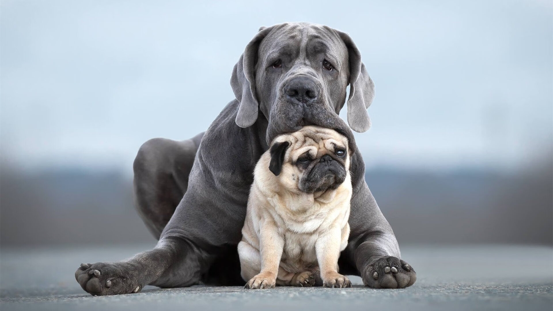 乐鱼（中国）体育官方网站-多特蒙德客场击败沙尔克保持德甲榜首，多特蒙德和沙尔克的历史渊源