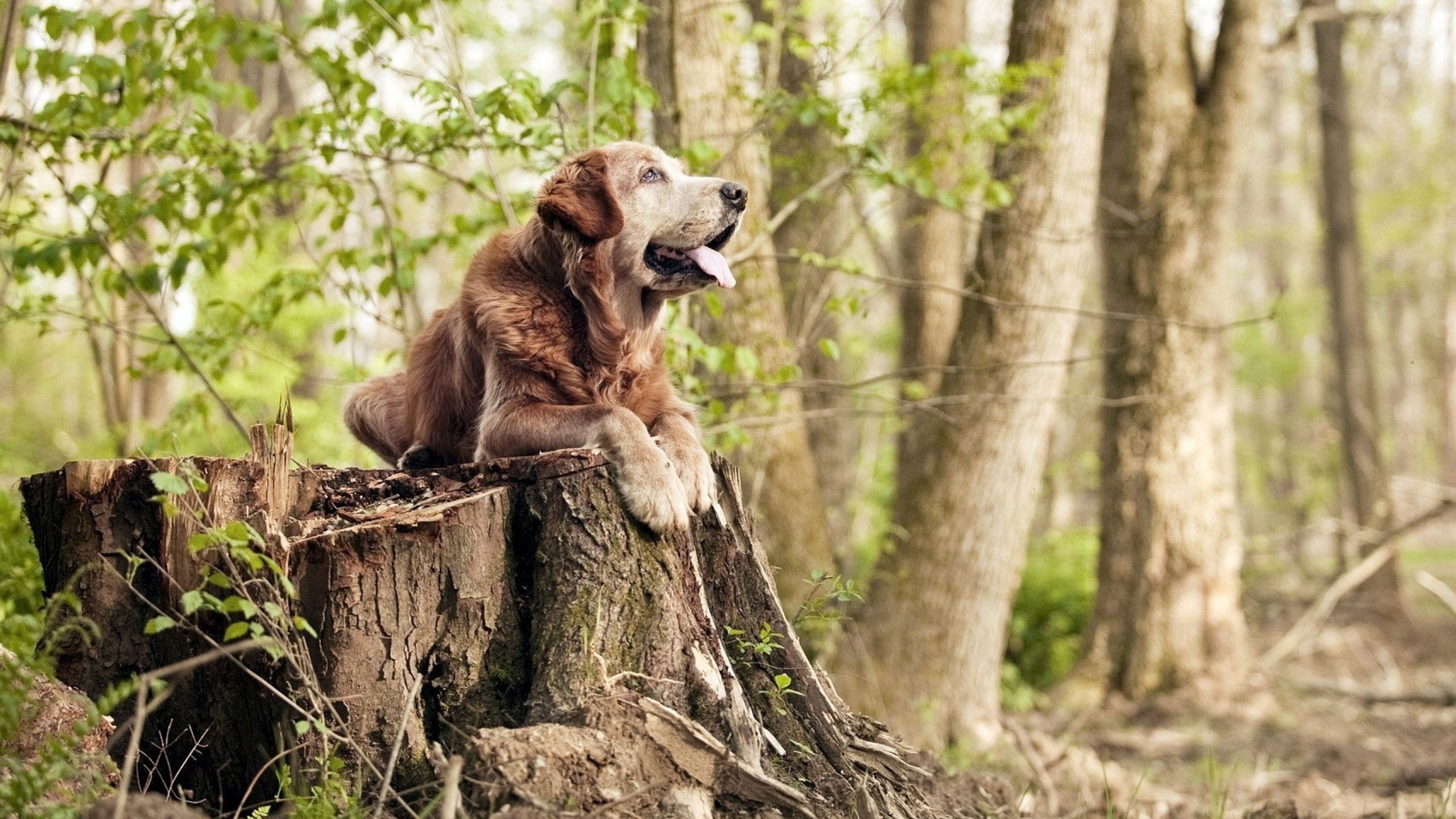 尼斯是否需要引入经验丰富的后腰，尼斯是否需要引入经验丰富的后腰形态