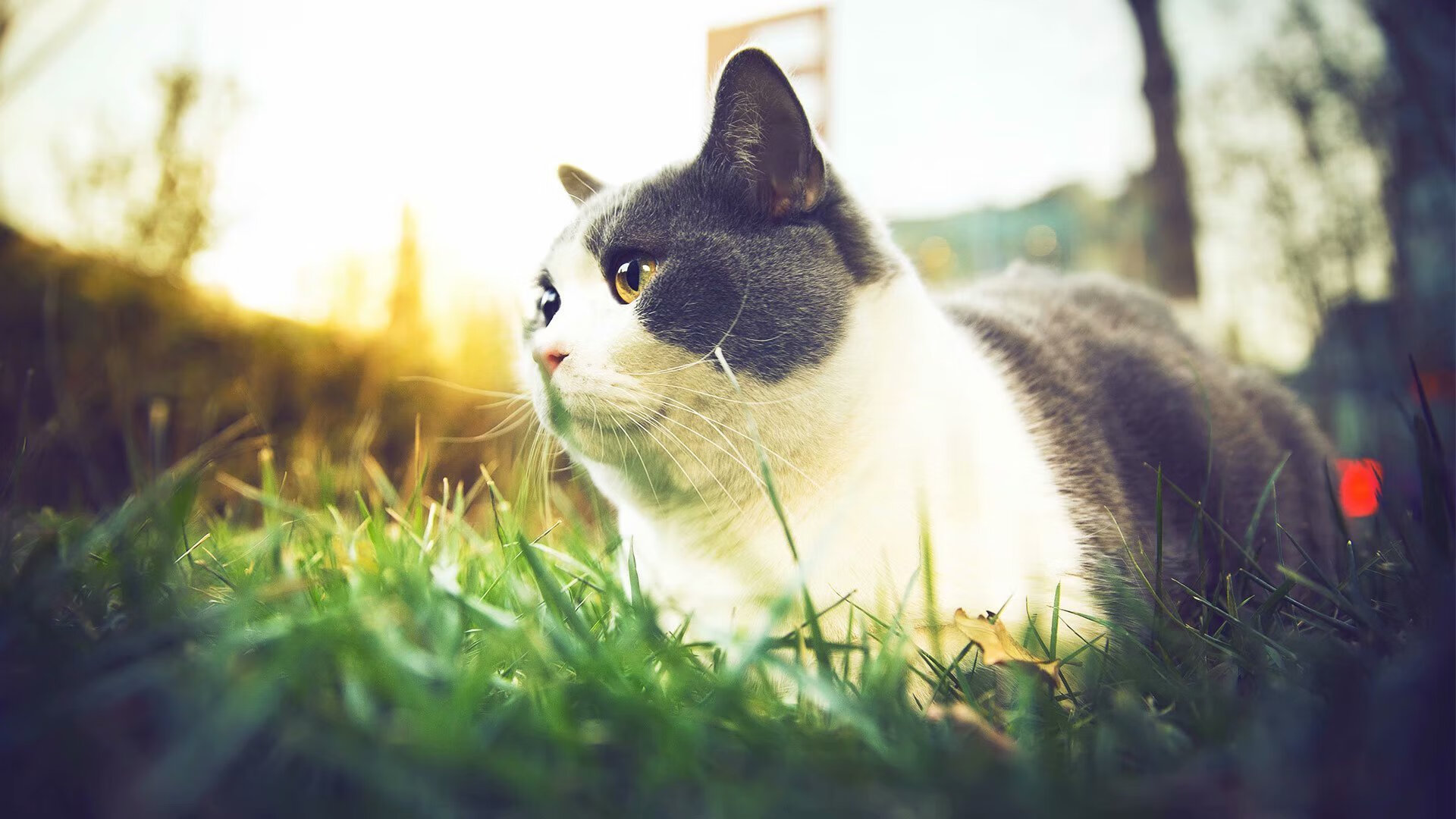 中国篮球运动员技能发展阶段划分研究,篮球运动员技能要求