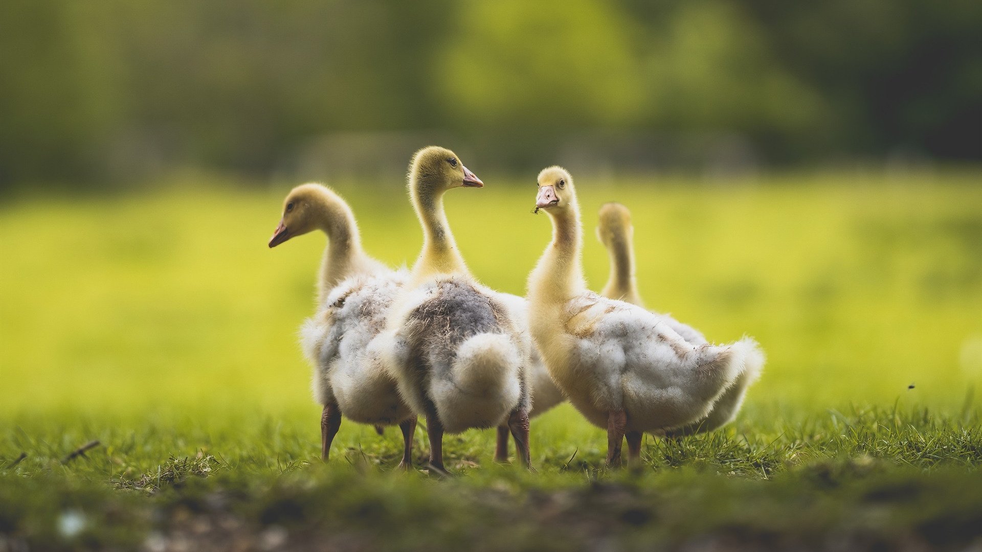 leyu.com-城市体育资源配置公平性评估报告，体育资源配置是什么