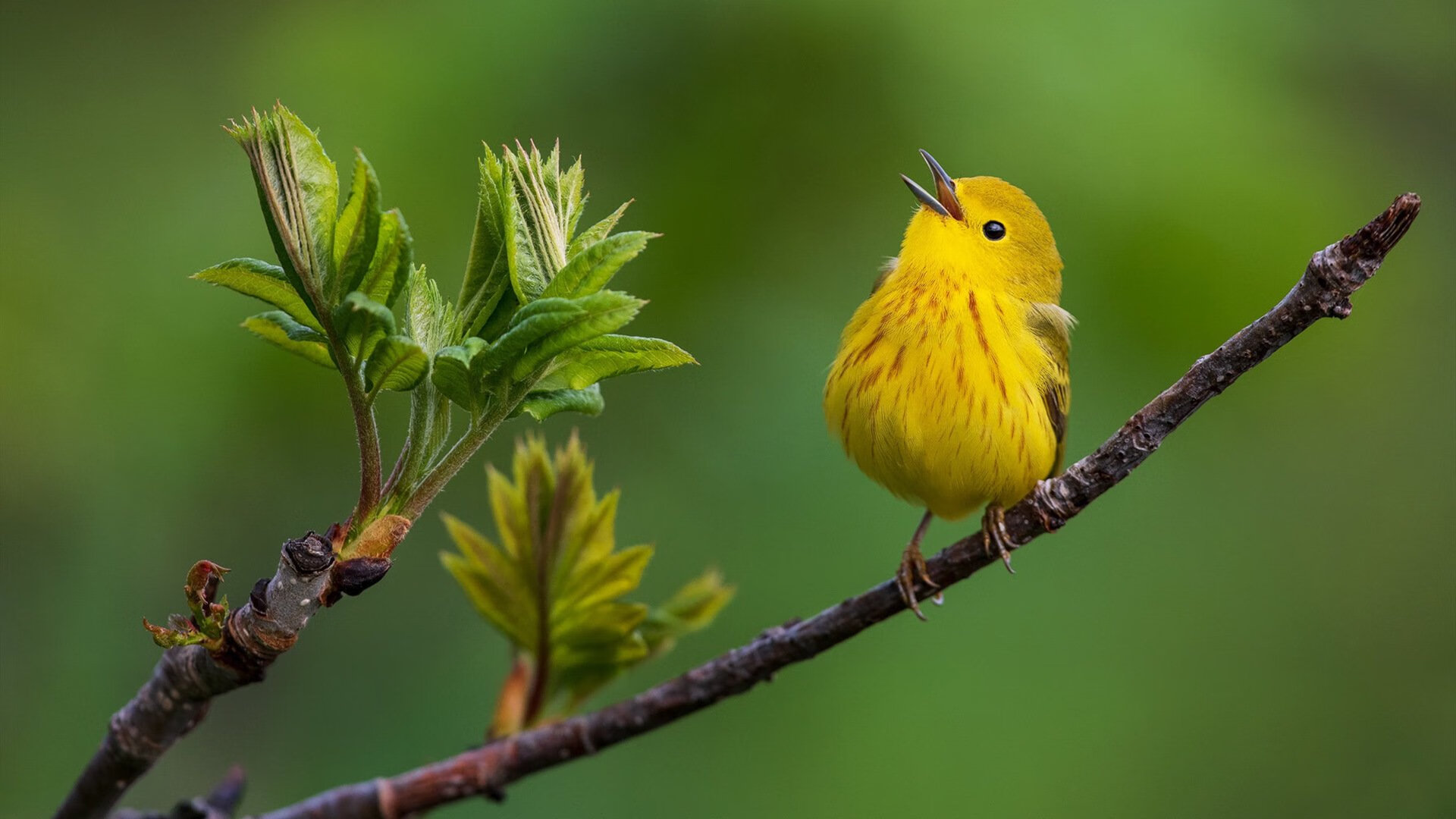 乐鱼vip-赛季终极分析：趋势、预测及冠军候选队伍盘点，新赛季比赛