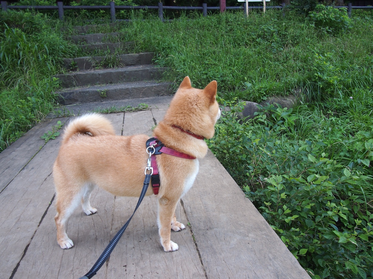 国际乒联混合团体世界杯赛制深度解析:德国队面临哪些考验,国际乒联 世界杯