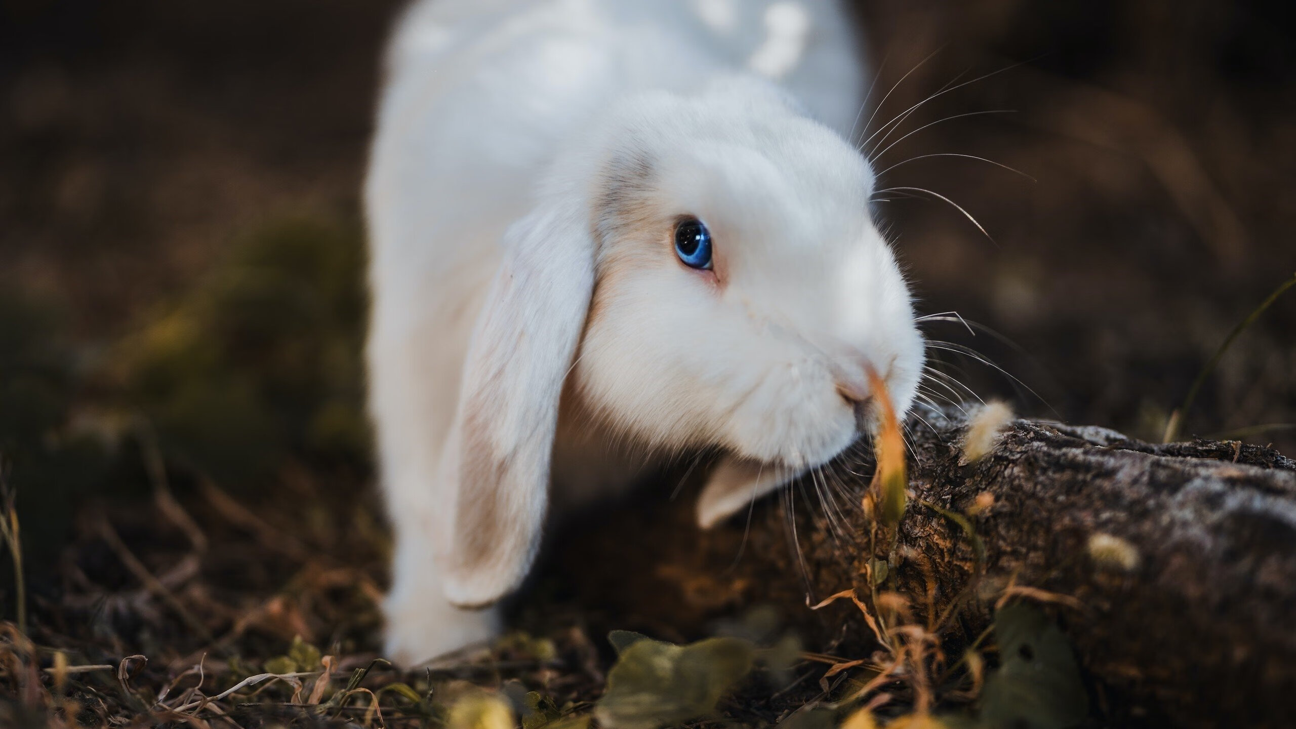 乐鱼娱乐app-埃及赛制深度分析：如何应对全球化大赛的挑战，埃及公开赛