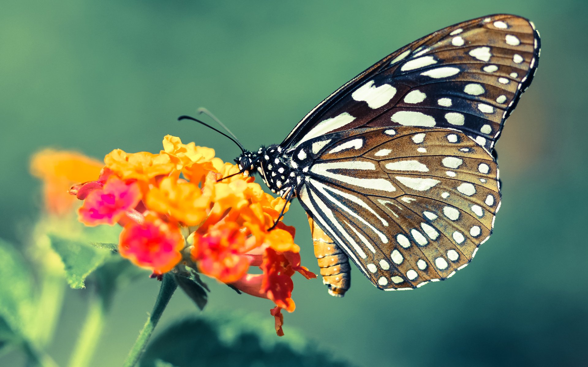 乐鱼官网-塞尔维亚女篮在欧洲锦标赛中不断突破，争夺最高荣誉，塞尔维亚女蓝