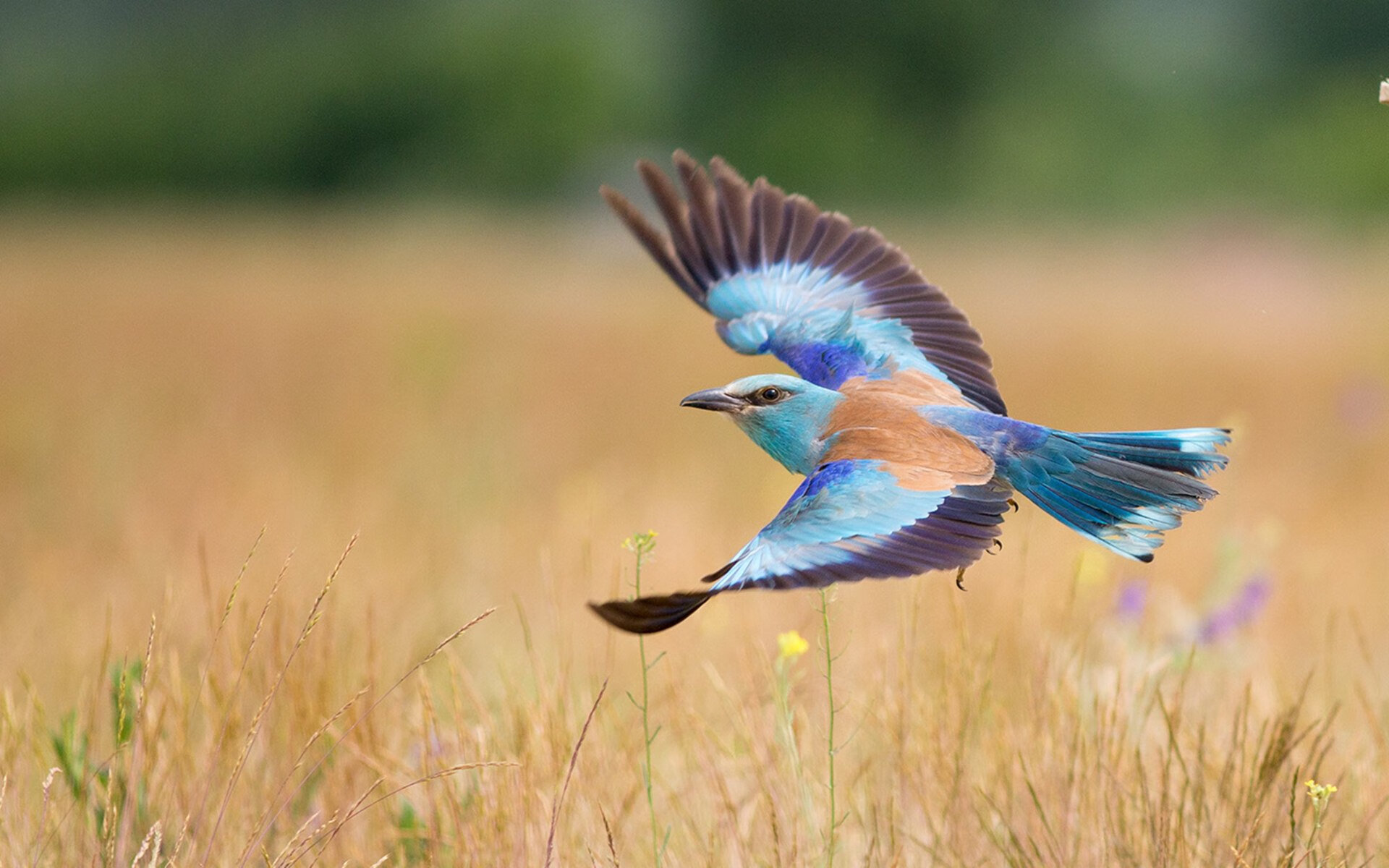 乐鱼电竞在线平台-多位球员赛后主动加练展现积极态度争取赢得更多上场机会，现场赛使用加成球员打入5球