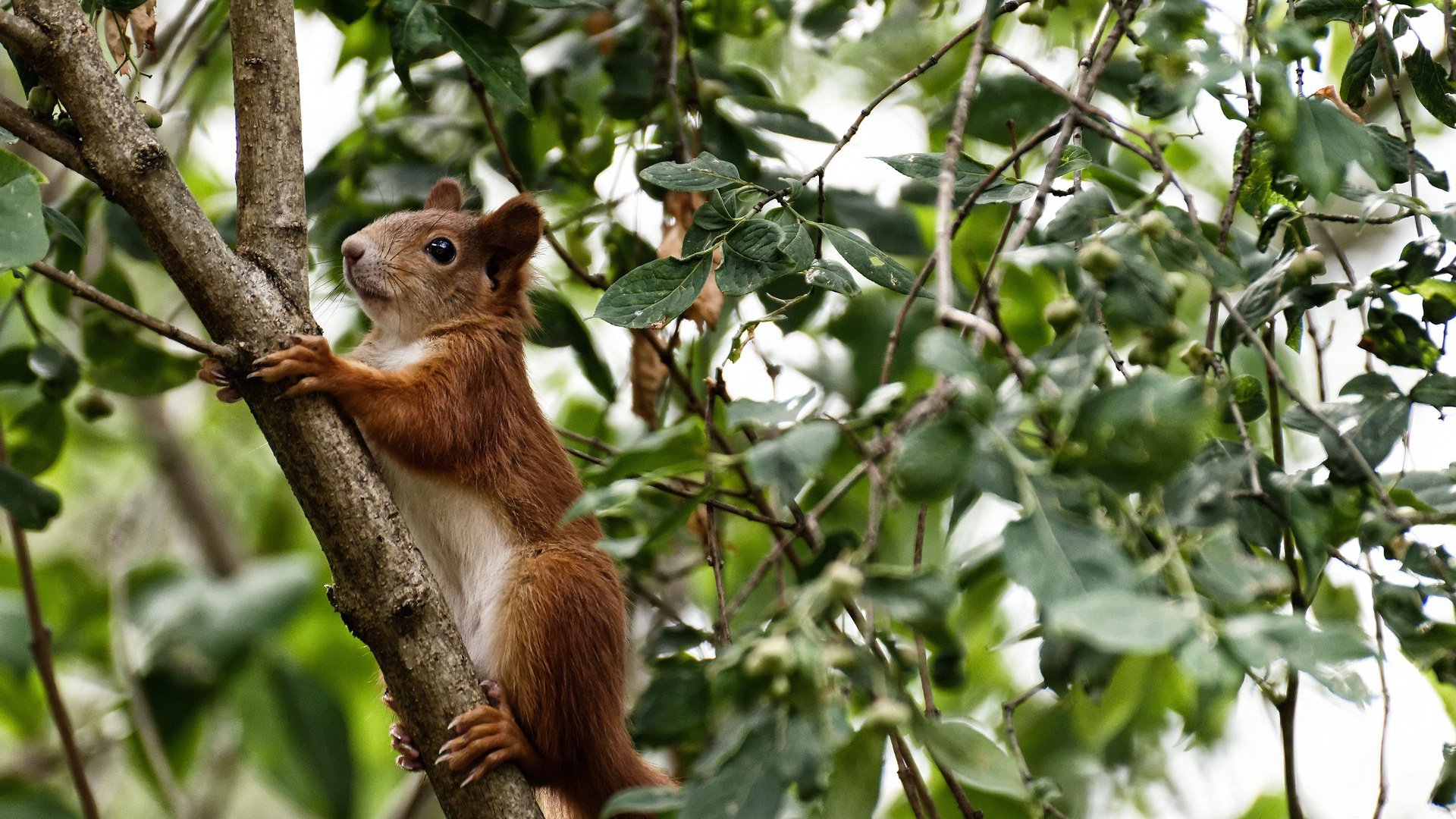 leyu乐鱼体育综合-女子橄榄球迈向职业化新时代，女子橄榄球队