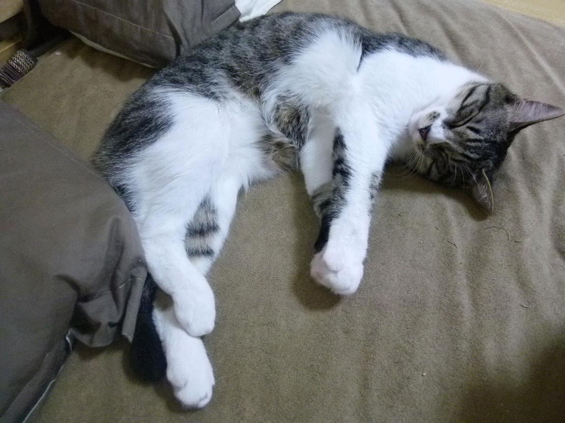 乐鱼体育-弗朗索瓦·斯图尔特：为南非队保驾护航，成为中场绝对核心，弗朗索瓦德尔萨特