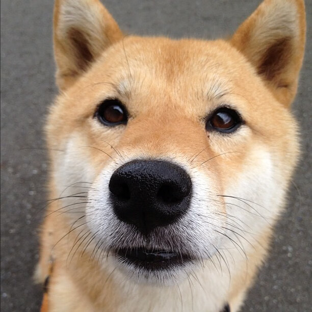 德甲火速反攻:瞬间突破敌阵引爆全场,德甲防守