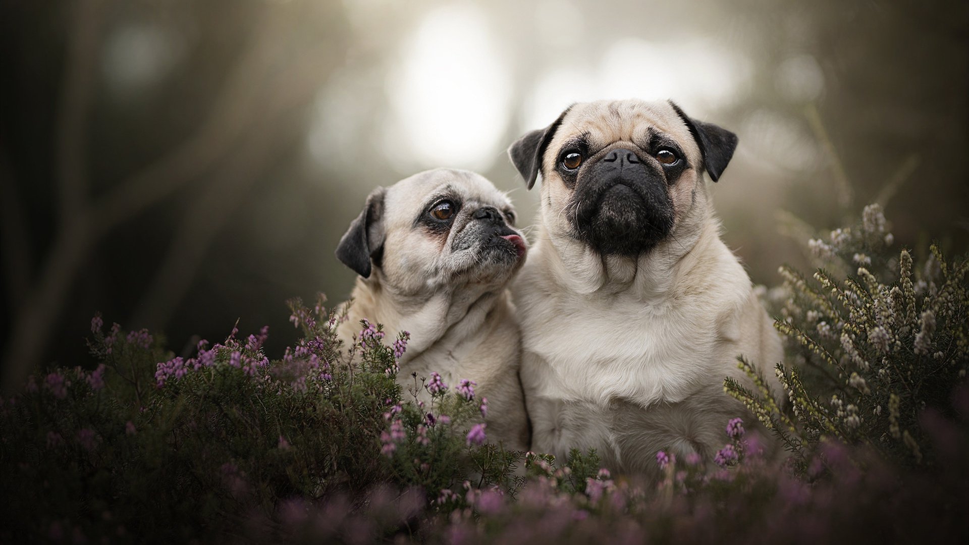 法甲激烈角逐:拼抢、配合、精彩纷呈,法甲冲突