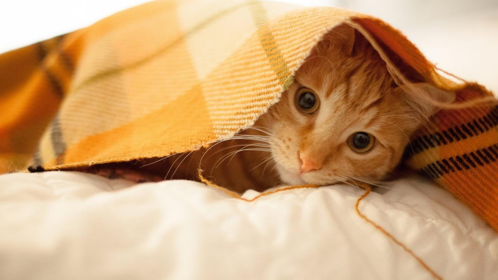 特色足球主题的城市雕塑成为城市新地标，提升城市文化品位，有足球标志的城市