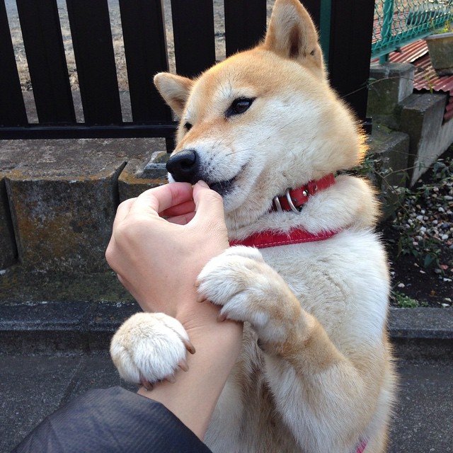 leyu乐鱼体育综合-王宗源3米跳板决赛技术细腻，王宗源 跳水