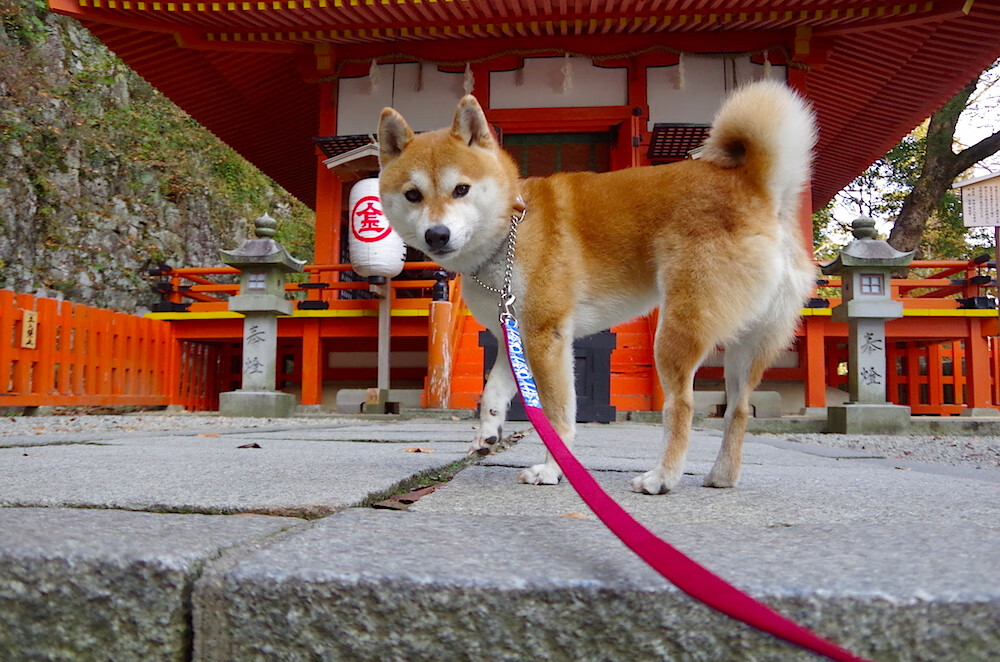 自由泳中距离吉尔吉斯斯坦节奏把控良好，自由泳之王
