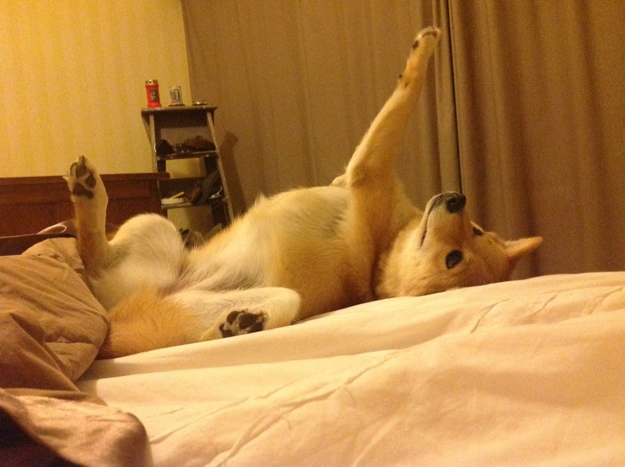 乐鱼体育平台官网-苏格兰橄榄球依靠青训系统崛起，未来更具竞争力，苏格兰场受训